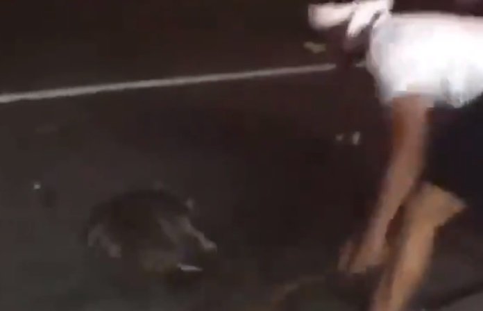 VIDEO: BLM Supporter Viciously Beats Animal To Death Because ‘Only White Peoples…’
