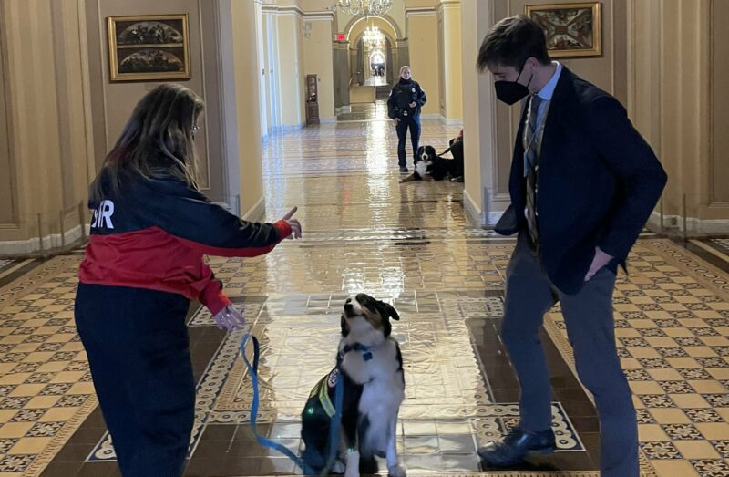 Pelosi Brings In Emotional Support Animals During Memorial Services
